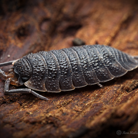 DSC08782- insta - Ruwe pissebed of Gewone pissebed (Porcellio scaber) - Watermark Ruwe pissebed of Gewone pissebed (Porcellio scaber)