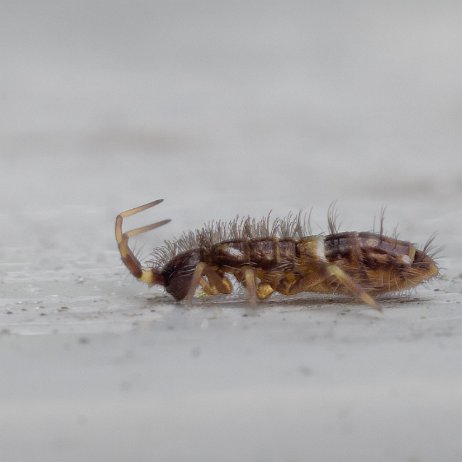 Orchesella cincta (Springstaart) DSC09458 jAlbum Orchesella cincta (Springstaart)