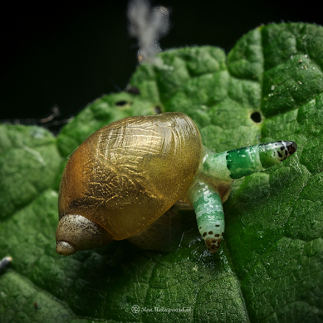 DSC02585- insta - Leucochloridium paradoxum - Watermark Barnsteenslak (Succinea putris) met parasiet (Leucochloridium paradoxum)