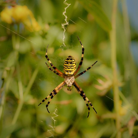 2022-07-24 - Wespspin of tijgerspin (Argiope bruennichi) --DSC04918-Edit - Instagram Wespspin of tijgerspin (Argiope bruennichi)