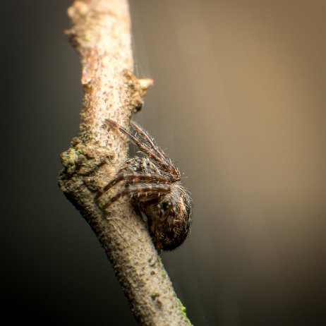 2024-01-06 - Brede wielwebspin (Agalenatea redii) - DSC09611 - Instagram Brede wielwebspin (Agalenatea redii)