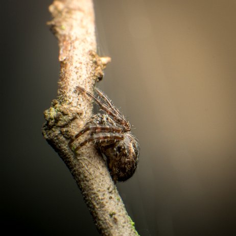 Brede wielwebspin (Agalenatea redii) DSC09611 jAlbum Brede wielwebspin (Agalenatea redii)