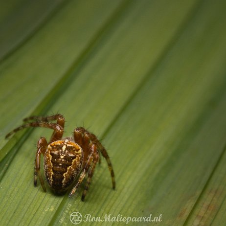 DSC00090FH Kruisspin (Araneus diadematus)