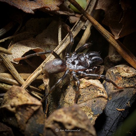 DSC00596- insta - Gewone mijnspin (Atypus affibis) ♂ - Watermark Gewone mijnspin (Atypus affibis) ♂?