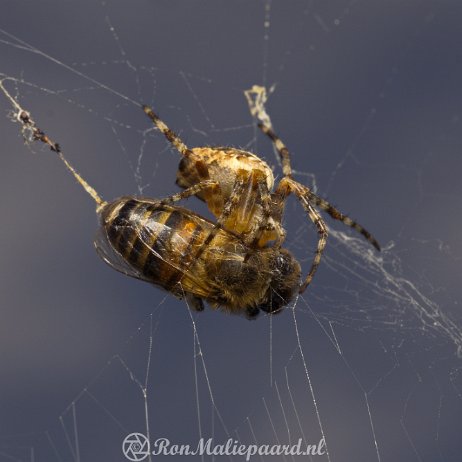 DSC01169 Kruisspin (Araneus diadematus) met prooi