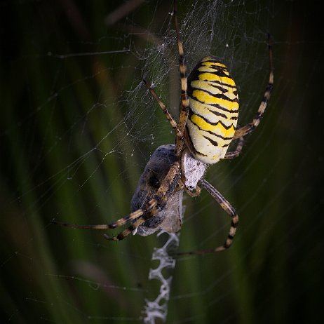 DSC01466 Wespspin of Tijderspin (Argiope bruennichi)