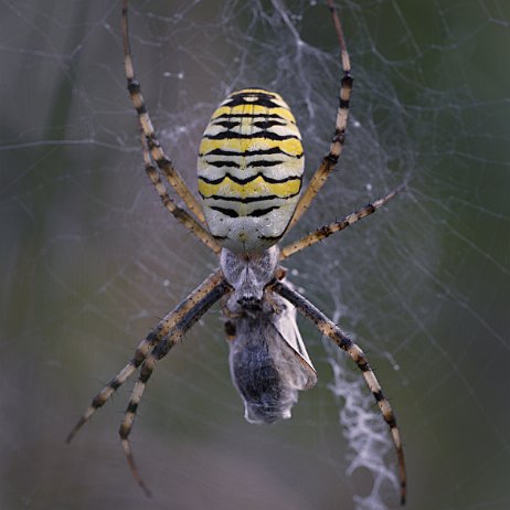 DSC01483 Wespspin of Tijderspin (Argiope bruennichi)