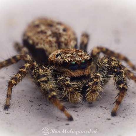 DSC07292_1 Springspin Schorsmapissa (Marpissa muscosa)