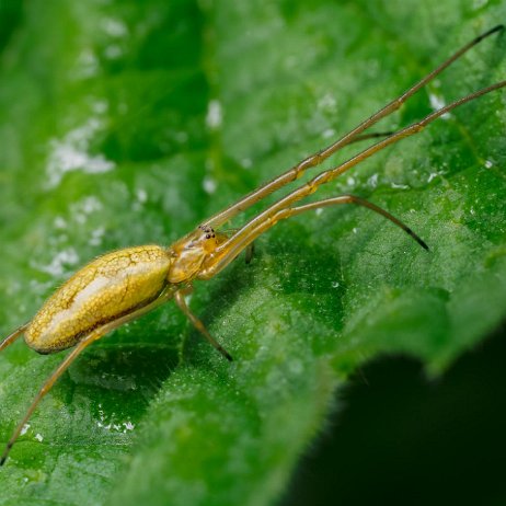 Gewone strekspin (Tetragnatha extensa) DSC01280-1281 2024-04-27 17-08-30 (A,R8,S4)-Edit jAlbum 72dpi 50 perc Gewone strekspin (Tetragnatha extensa)