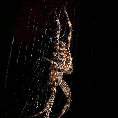 Spin DSC02339 Kruisspin (Araneus diadematus) Kruisspin (Araneus diadematus)