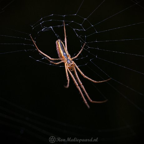 Spin DSC02781 - Strekspin (Tetragnathidae) Strekspin (Tetragnathidae)