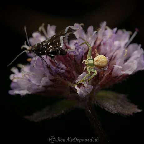 Spin-vlinder -DSC02686- Glidkruidmot (Prochoreutis myllerana) en Gewone kameleonspin (Misumena vatia) Death becomes her Glidkruidmot (Prochoreutis myllerana) en Gewone kameleonspin (Misumena vatia)