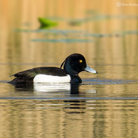 2022-04-24 - Kuifeend (Aythya fuligula) - Tenellaplas Oostvoorne DSC02917-ARW_DxO_DeepPRIME-2-2 - Instagram Kuifeend (Aythya fuligula) ♂