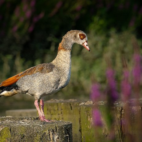 2023-07-26 - Nijlgans (Alopochen aegyptiaca) 4 Nijlgans (Alopochen aegyptiaca)