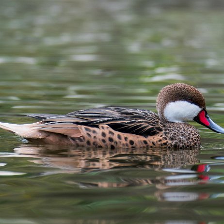 Bahamapijlstaart (Anas bahamensis) DSC06426-ARW-20240310-DxO_DeepPRIME XD2-Edit jAlbum Bahamapijlstaart (Anas bahamensis)