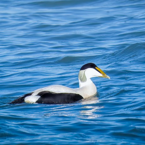 Eider of eidereend (Somateria mollissima) ♂ DSC02433-2-Edit-3-Edit jAlbum Eider of eidereend (Somateria mollissima) ♂