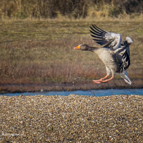 Grauwe gans (Anser anser) - Oostvoornse Meer - DSC02174 Instagram Grauwe gans (Anser anser)