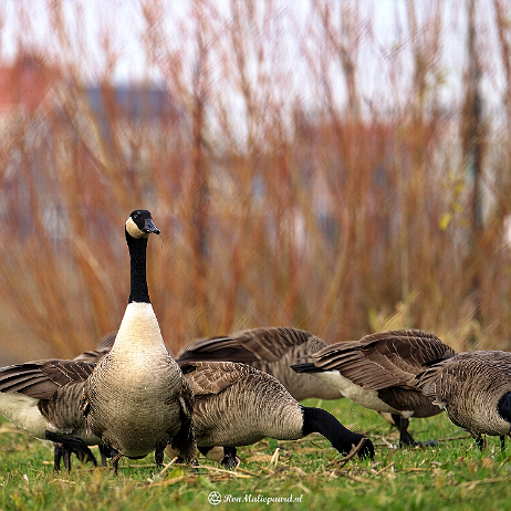 Grote Canadese gans (Branta canadensis), Canadese gans of Canadagans - DSC00989- insta Grote Canadese gans (Branta canadensis), Canadese gans of Canadagans