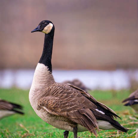 Grote Canadese gans (Branta canadensis), Canadese gans of Canadagans - DSC00995-2 Instagram-2 Grote Canadese gans (Branta canadensis), Canadese gans of Canadagans