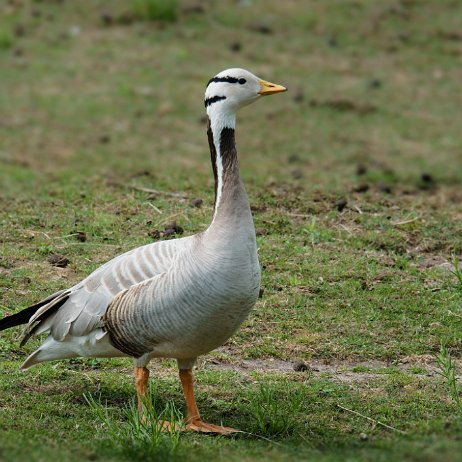 Indische gans of streepkopgans (Anser indicus) jAlbum Indische gans of streepkopgans (Anser indicus)