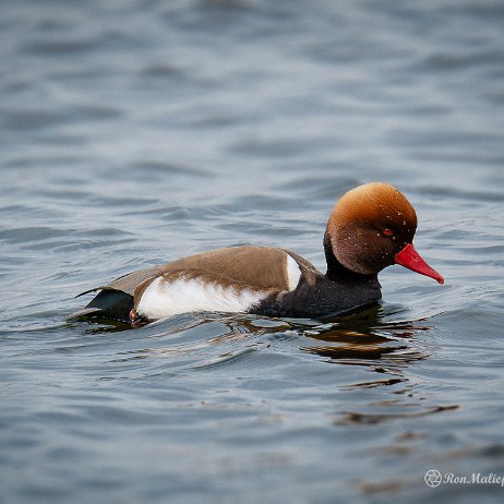Krooneend (Netta rufina) - DSC00884-ARW_DxO_DeepPRIMEXD_soft-Edit - Instagram Krooneend (Netta rufina)