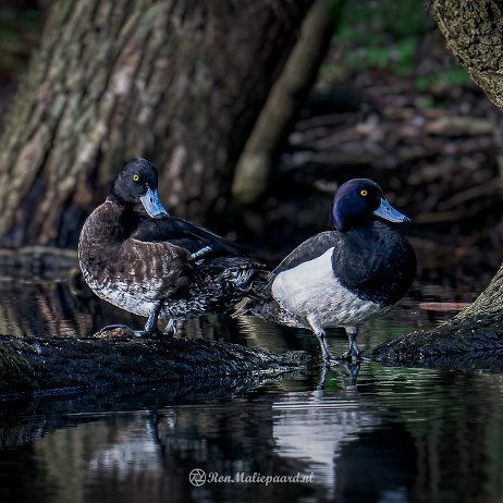Kuifeend (Aythya fuligula) ♂+♀ - DSC02297-ARW_DxO_DeepPRIME-Edit-Edit-Edit-2 - Instagram Kuifeend (Aythya fuligula) ♂+♀