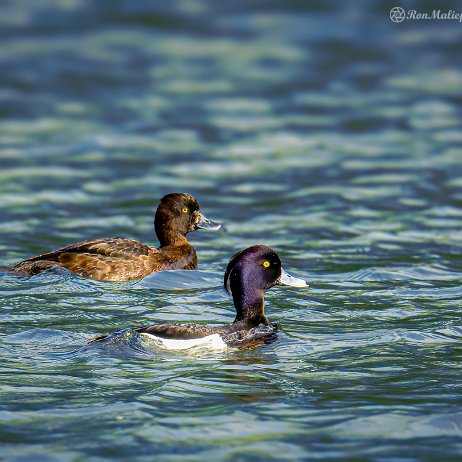 Kuifeend (Aythya fuligula) - Kijfhoek DSC03177-ARW_DxO_DeepPRIME-2 - Instagram-2 Kuifeend (Aythya fuligula)