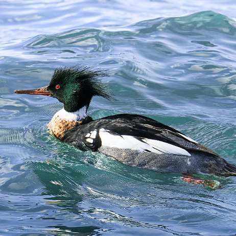 Middelste zaagbek (Mergus serrator) Red-breasted merganser DSC00543-ARW_DxO_DeepPRIME-Edit jAlbum-jAlbum-2 Middelste zaagbek (Mergus serrator) Red-breasted merganser