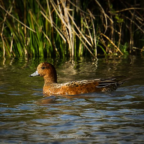 Smient (Mareca penelope) ♀ - DSC08112-ARW_DxO_DeepPRIME-Edit-Enhanced-Edit - Instagram Smient (Mareca penelope) ♀
