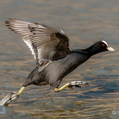 2023-03-05 - Meerkoet - DSC00198-ARW_DxO_DeepPRIME-Edit - Instagram Meerkoet (Fulica atra)