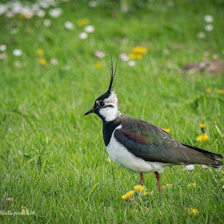 2023-07-12 - kievit of kieviet (Vanellus vanellus) - DSC02888-ARW_DxO_DeepPRIME-Edit-2 - Instagram kievit of kieviet (Vanellus vanellus)