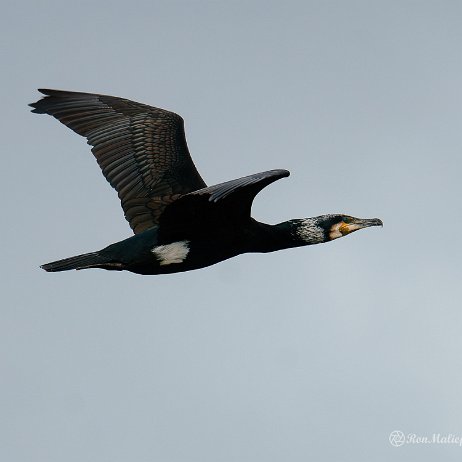 Aalscholver (Phalacrocorax carbo) - DSC00075-ARW_DxO_DeepPRIME-Topaz Sharpen AI Edit - Instagram Aalscholver (Phalacrocorax carbo)