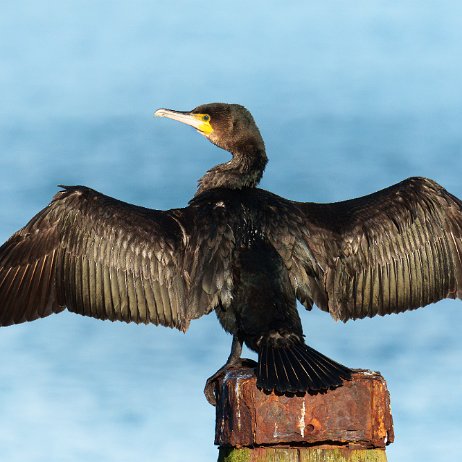 Aalscholver (Phalacrocorax carbo) 009 DSC02402-Enhanced-NR Aalscholver (Phalacrocorax carbo)