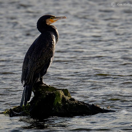 Aalscholver (Phalacrocorax carbo), ook wel scholver, scholverd, schollevaar, waterraaf of koolgans - DSC08085-ARW_DxO_DeepPRIME-Edit - Instagram Aalscholver (Phalacrocorax carbo), ook wel scholver, scholverd, schollevaar, waterraaf of koolgans
