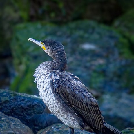 Aalscholver _DSC3526-2 Instagram Aalscholver (Phalacrocorax carbo)