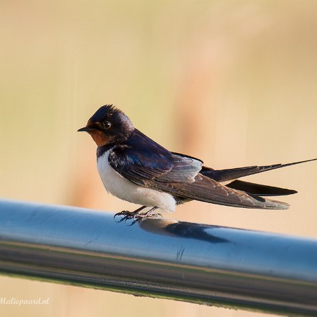 Boerenzwaluw (Hirundo rustica) - DSC03333-Enhanced-NR-Edit - Instagram Boerenzwaluw (Hirundo rustica)