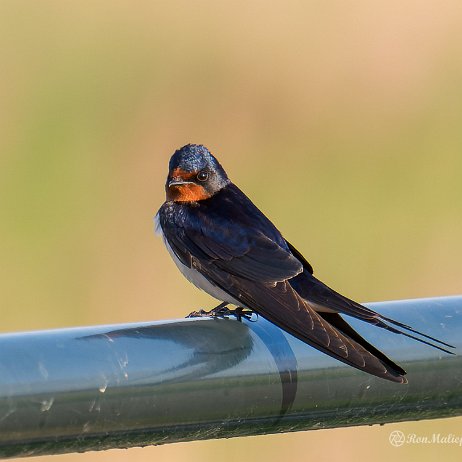 Boerenzwaluw (Hirundo rustica) - DSC03339-ARW_DxO_DeepPRIME-Edit - Instagram Boerenzwaluw (Hirundo rustica)