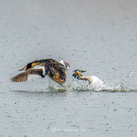 Fuut (Podiceps cristatus) - DSC02799-ARW_DxO_DeepPRIME-Edit-Edit - Instagram Fuut (Podiceps cristatus)