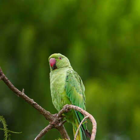 Halsbandparkiet (Psittacula krameri) - DSC06523 null