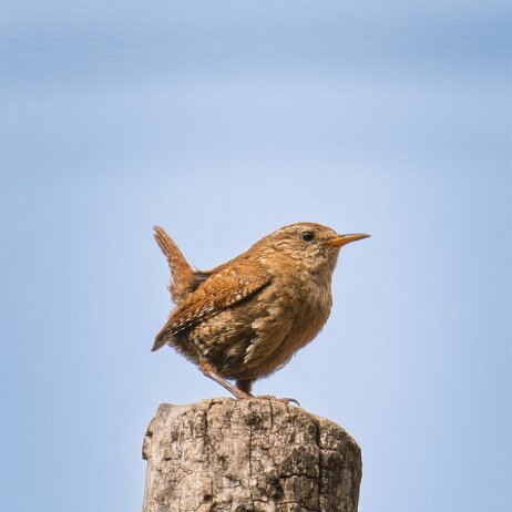 Winterkoning (Troglodytes troglodytes) - DSC06709 null
