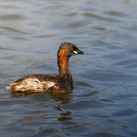 dodaars (Tachybaptus ruficollis) ♂ - dodaars (Tachybaptus ruficollis) ♂ 008 Dodaars - Noordpolder, Dordrecht - 2025-03-09 006 DSC07496-20250309-DxO_DeepPRIME XD2s Dodaars (Tachybaptus ruficollis) (AdBr)