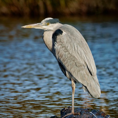 Blauwe reiger (Ardea cinerea) DSC00353-ARW_DxO_DeepPRIME-Edit jAlbum Blauwe reiger (Ardea cinerea)