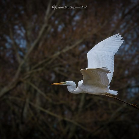 Grote zilverreiger (Ardea alba) Great Egret - DSC01239-ARW_DxO_DeepPRIMEXD_soft-2 Photo AI-Edit - Instagram Grote zilverreiger (Ardea alba) Great Egret