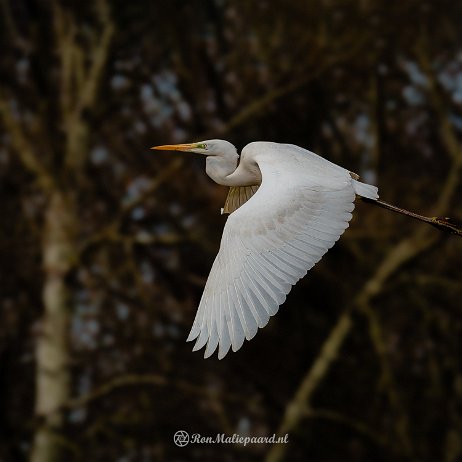 Grote zilverreiger (Ardea alba) Great Egret - DSC01240-ARW_DxO_DeepPRIMEXD_soft-2 photo AI-Recovered - Instagram Grote zilverreiger (Ardea alba) Great Egret