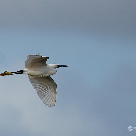 Kleine zilverreiger (Egretta garzetta) - DSC00073-Edit - Instagram Kleine zilverreiger (Egretta garzetta)