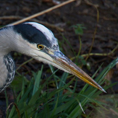 _DSC3524 Blauwe reiger (Ardea cinerea)