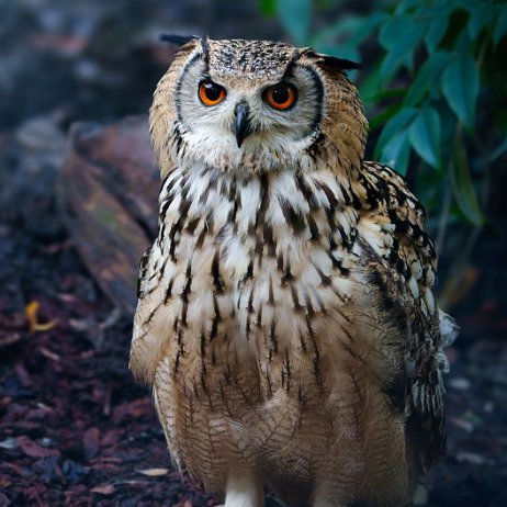 Bengaalse oehoe (Bubo bengalensis) DSC00459-ARW_DxO_DeepPRIME jAlbum-jAlbum-2 Bengaalse oehoe (Bubo bengalensis)