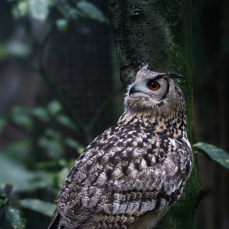 Bengaalse oehoe (Bubo bengalensis) DSC00461-ARW_DxO_DeepPRIME jAlbum Bengaalse oehoe (Bubo bengalensis)