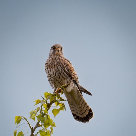 Torenvalk (Falco tinnunculus) - 2_DSC02807-ARW_DxO_DeepPRIME-Enhanced-SR-Edit-Edit - Instagram Torenvalk (Falco tinnunculus)