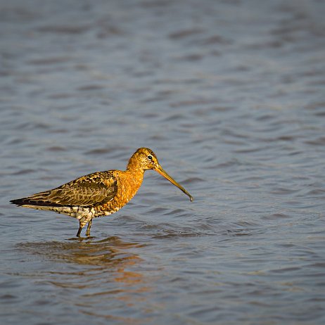 2023-07-26 - Grutto (Limosa limosa) 5 Grutto (Limosa limosa)